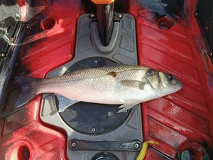 European Bass (Seabass)