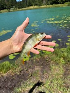European Perch