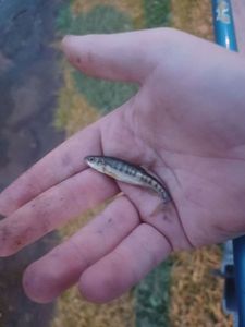 Common Minnow