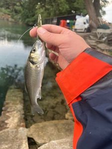 European Bass (Seabass)