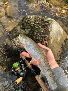 Brown Trout