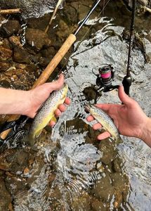 Brown Trout