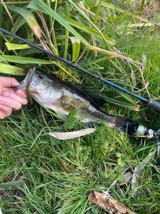 Largemouth Bass