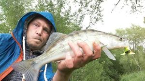 Zander
