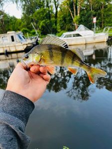 European Perch