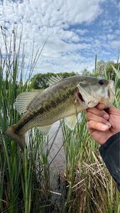 Largemouth Bass