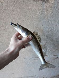 Zander