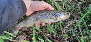 Brown Trout