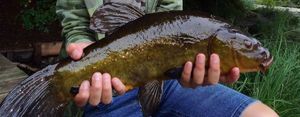 Tench