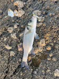 European Bass (Seabass)