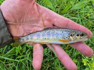 Brown Trout