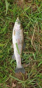 Rainbow Trout