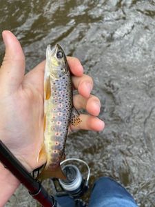 Brown Trout