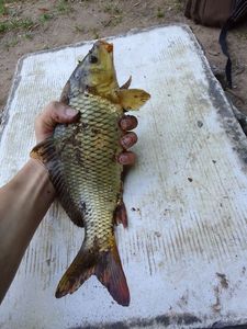 Common Carp