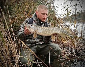 Northern Pike