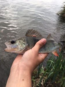 European Perch