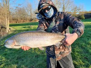 Rainbow Trout