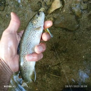Brown Trout