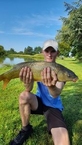 Common Carp