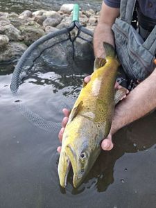 Brown Trout