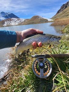 Brown Trout