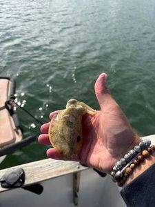 Common Cuttlefish