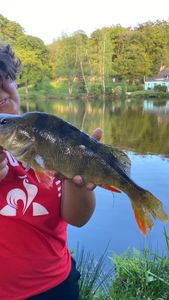 European Perch