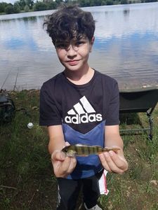 European Perch