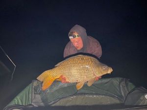Common Carp