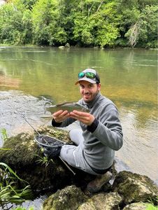 Grayling