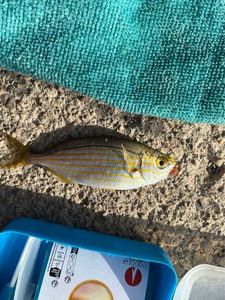 Salema