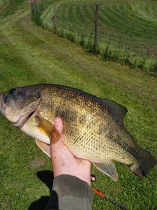 Largemouth Bass
