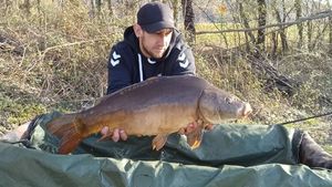 Mirror Carp