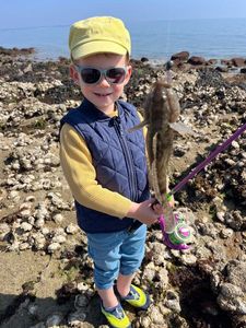 Giant Goby