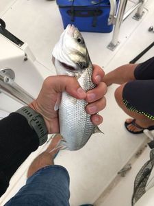 European Bass (Seabass)