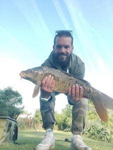 Mirror Carp