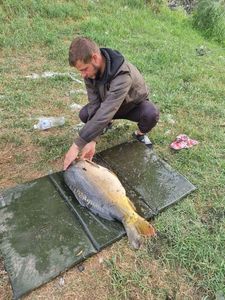 Mirror Carp