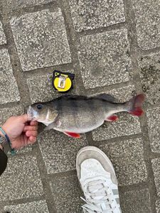 European Perch