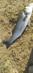 European Bass (Seabass)