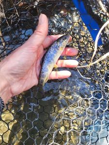 Brown Trout