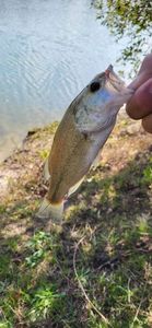 Smallmouth Bass