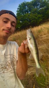 Zander