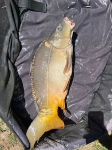 Mirror Carp