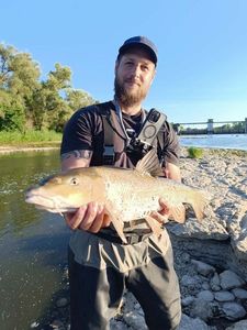 Barbel
