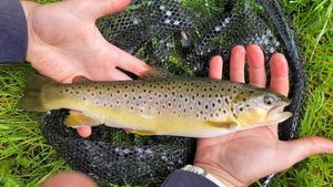 Brown Trout