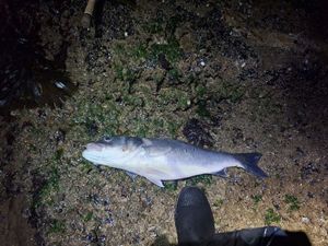 European Bass (Seabass)