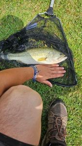 Largemouth Bass