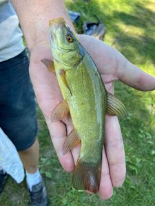 Tench