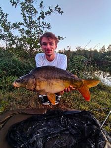 Mirror Carp