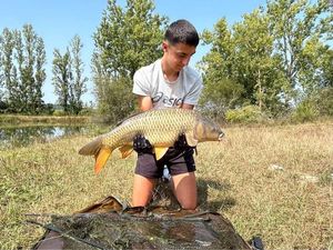 Common Carp